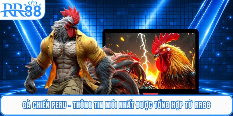 Gà Chiến Peru - Thông Tin Mới Nhất Được Tổng Hợp Từ RR88