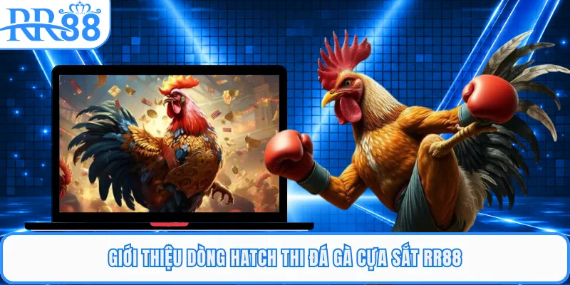 Giới thiệu dòng hatch thi đá gà cựa sắt RR88