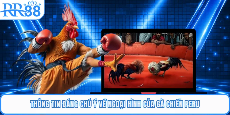 Thông tin đáng chú ý về ngoại hình của gà chiến Peru